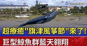 超療癒"旗津風箏節"來了！ 巨型鯨魚群藍天翱翔