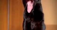 Datos curiosos de La pantera negra #PanteraNegra #animales | Animales4k