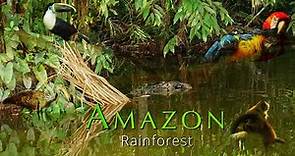 Amazon Wildlife | Peru | Tambopata National Reserve | The Amazing World of the Amazon