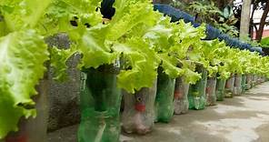 Recycle Plastic Bottles to Grow Vegetables at Home, Water Automatically