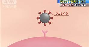 N501Y変異ウイルス“感染力の強さ”を富岳で解明(2021年4月28日)