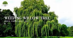 The Fast Growing Weeping Willow Tree - TN NURSERY