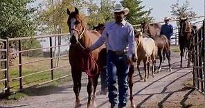 Montana Horse Ranch - America's Heartland