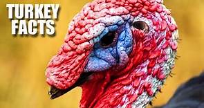 Turkey Facts: FACTS about TURKEYS (the bird) | Animal Fact Files