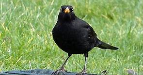 Bird Facts: The Common Blackbird