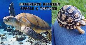 "Turtle vs. Tortoise: What's the Difference?"|| Turtle and Tortoise Facts ||