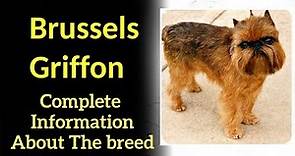 Brussels Griffon. Pros and Cons, Price, How to choose, Facts, Care, History
