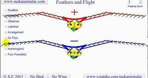 Feather Flight - How do birds fly?