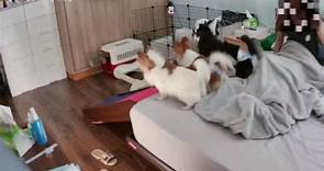 Svegliata dai cani durante la scossa di terremoto a Taiwan
