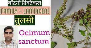 Plant Taxonomy - Family - Lamiaceae