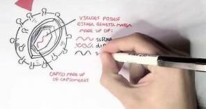 Microbiology - Viruses (Structure, Types and Bacteriophage Replication)