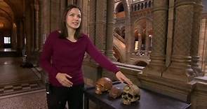 How human skulls have changed over the centuries