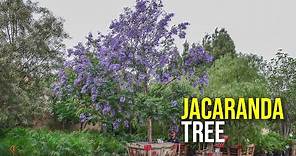 Add These Purple Flowering Trees to Your Landscape: Jacaranda Trees