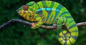 Chameleon Lifespan: How Long Do Chameleons Live?