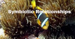 Symbiotic Relationships-Definition and Examples-Mutualism,Commensalism,Parasitism
