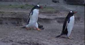Penguins waddling along the penguin trail