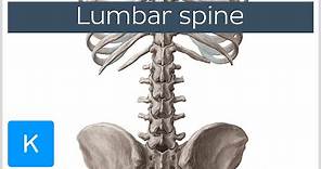 Lumbar Spine Anatomy and Function - Human Anatomy | Kenhub