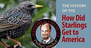 How Did Starlings Get to America: History in a Minute (Episode 31)