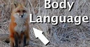 Fox Behavior Basics: Movement, Hunting, Sensory Awareness