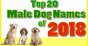 Top 20 popular Male Dog Names With Meanings ! Boy Dog Names