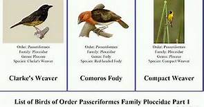 List of Birds of Order Passeriformes Family Ploceidae Part 1 weaver fody masked malimbe bishop Fox