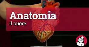 Anatomia: Il cuore