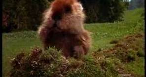 caddyshack gopher