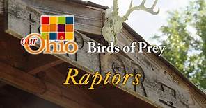 Our Ohio:Birds of Prey aka Raptors