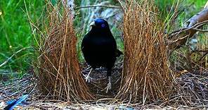 Satin Bowerbird courtship behavior (4K)