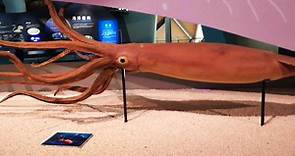 国家海洋博物馆的大王乌贼标本