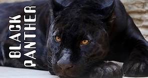 Black Panther - Black Panther Animal.