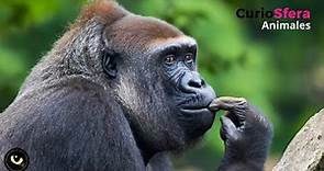 Gorila 🦍 Características