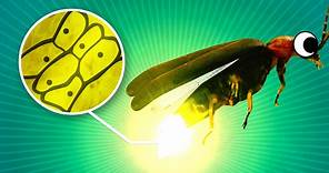 What makes a firefly glow