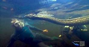 Divers with Giant Anaconda in the Amazon