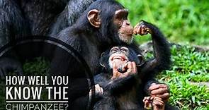 Chimpanzee || Description, Characteristics and Facts!