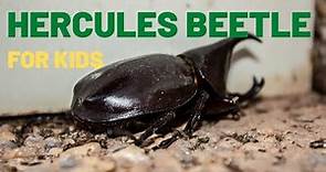 Hercules Beetle Facts For Kids | The Strongest Insect In the World | Rhinoceros Beetle