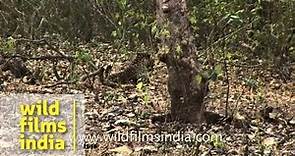 Indian Leopard: Master of Camouflage in the forests of India