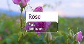doTERRA Rose (Translated Subtitles)