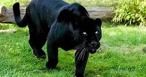 Amazing animal world | Panther