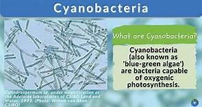 Cyanobacteria - Definition and Examples - Biology Online Dictionary