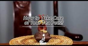 How to Take Care of Your Tea Pets?