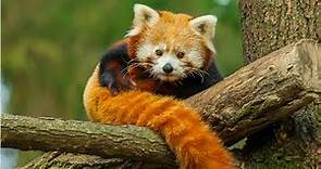 Amazing Facts About The Red Panda