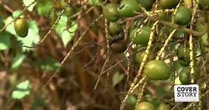 What's the big deal with saw palmetto berries?