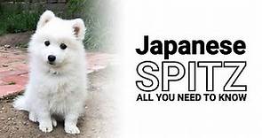 Japanese Spitz Dogs 🗾 History of the Breed and Traits that Make this ...