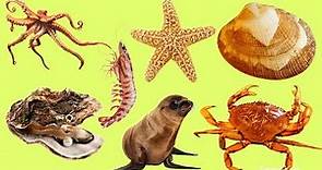 Animales para niños | Animales marinos | Aprende nombres y sonidos de marinos animales en español