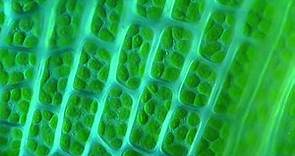 Moss leaf chloroplasts under microscope 1000x - Ceratodon purpureus