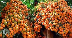 how to grow orange from fruit !#orange