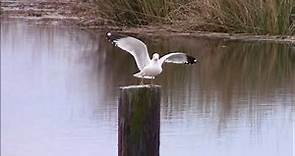 Resident Seagull landing