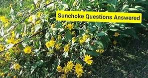 Everything about Sunchokes | Jerusalem artichokes | How to grow Sunchokes