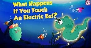 It's an Electric Eel - Don't Touch It | What Happens if You Touch An Electric Eel? | Dr Binocs Show